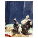 6 silkies, blk,white, paint 3 weeks old at sale