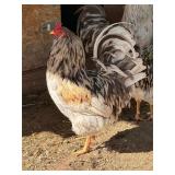 Easter egger rooster- 1 and half year old,