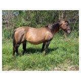 4 yr old aqha registered dun mare in foal