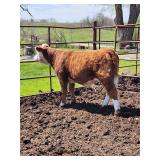 Mini Hereford Heifer Polled DOB: 9-1-2025 pedigree