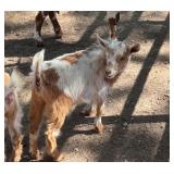 Flashy Nigerian Dwarf Nanny Goat!