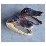 2-Resin Cured Gator Head  Perfectly preserved