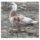 Mocha Splash Muscovy Hen