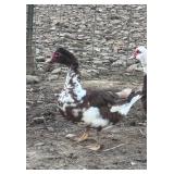 Flashy Chocolate Splash Muscovy Hen