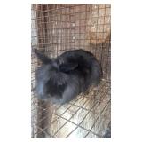 Lionhead buck 8 weeks old