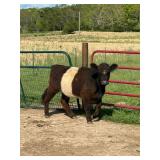 11 month old belted Galloway heifer.