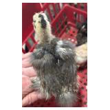 Cute silkie from our fun pen.