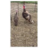 Pair of RARE Chocolate Heritage Turkeys