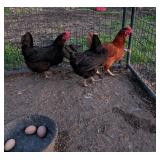 2 black Australorp 1 red Australorp, laying