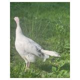 Royal Palm Turkey Hen