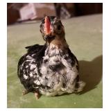 Serama cockerel. Young. Off heat. Pretty mottling