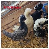 4 polish chicks. 3/10/26 hatch