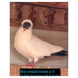 5-Helmet head pigeons, 2 females for sure