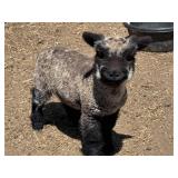 Spotted Babydoll Ram Lamb, out of reg parents