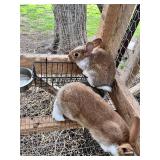 3 - New Zealand Does, 2 months old. No Reserve