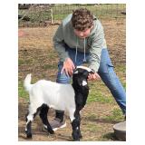 'Parrot' (#1571) is a 10wk old FB Boer Buckling.