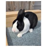 Dutch Sr. Buck SHOW QUALITY BLACK