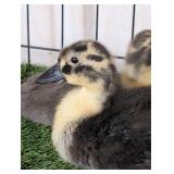 3 Call Ducklings
