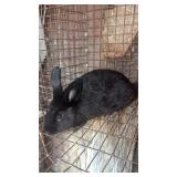 New Zealand buck 8 weeks old $15