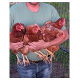 4-Nice year old red hens, friendly and laying
