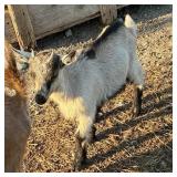 Nigerian Dwarf buckling born March 4th