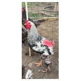 2- Barnyard mix big roosters