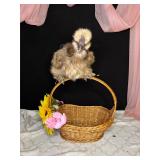 Chocolate silkie rooster
