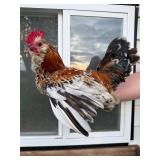 Mille Fleur dï¿½Uccle bantam rooster