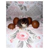 Fudge Egger Chicks (5 Count ï¿½ Straight Run)