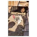 Bantam rooster.