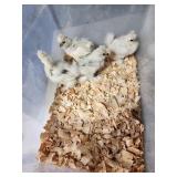 4-Paint silkies, will be 4 weeks st sale.