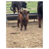 Chondro + Highland bull calf. Born Jan 18 2026