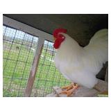 Trio White Rock Bantams, 1y/o. Show quality