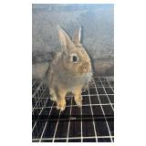 Lion head doe 6 weeks old $10