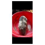 Guinea Pig Believed to be a female, less than 1