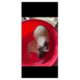 Guinea Pig Believed to be a female, less than 1