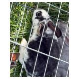 male mini Rex rabbit. About 10 weeks