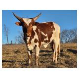 Watusi heifer
