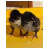7 French Black Copper Maran chicks, 2 weeks