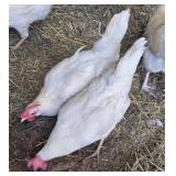 Trio of true white leghorn 2 hen 1 Rooster