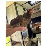 Chocolate silver laced/chocolate molted Orphington