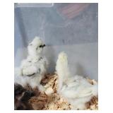 Paint silkies 4 weeks old