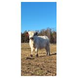 Rip Highpark Bull almost 1.5 years old 36ï¿½