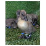 3 Blue Bibbed Baby Call Ducks