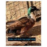 Call duck drake- has angel wing