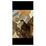 Guinea Pig Believed to be a female