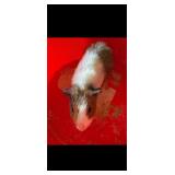 Guinea Pig Believed to be a female, less than 1