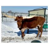 Registered longhorn cow. Heavy horns, Exposed