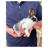 1 - New Zealand Buck, 2 months old