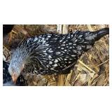 Silver Laced Wyandotte pair. 4 months old